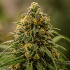 Apollo XX FEMINISED Seeds - 6