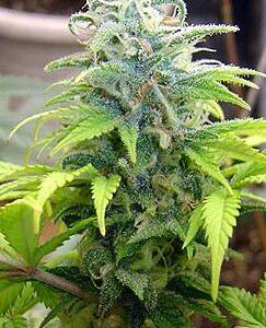 Skunk #11 Feminised Seeds