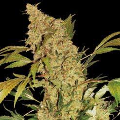 Chronic Regular Seeds - Image 2