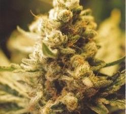 Lemon Kush Feminised Seeds