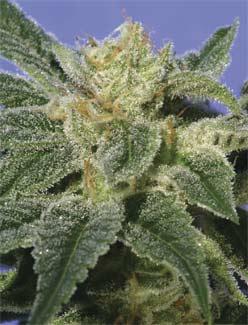 Kushage Feminised Cannabis Seeds