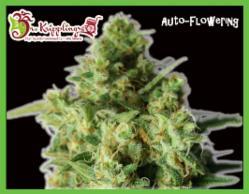 Bulk Smash Auto Feminised Seeds