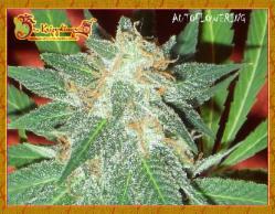 Jumping Black Dash Auto Feminised Seeds