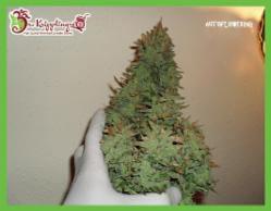 Smokin' Gun Auto Feminised Seeds