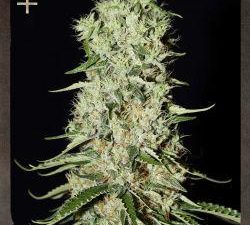 Damnesia Feminised Seeds