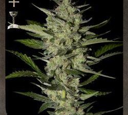 Flowerbomb Kush Feminised Seeds