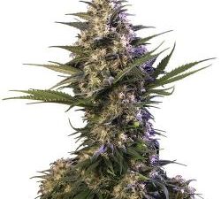 Kraken Feminised Seeds
