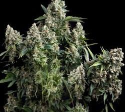 Tutankhamon Feminised Seeds