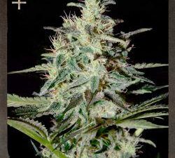 White Lemon Feminised Seeds