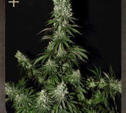 White Strawberry Skunk Feminised Seeds