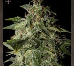 Afgooey Feminised Cannabis Seeds by Strain Hunters