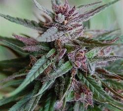 Bahia Black Head Feminised Seeds