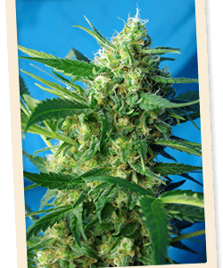 Ice Cool Auto Feminised Seeds
