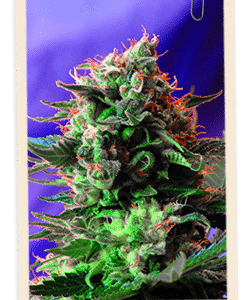 Jack 47 FAST Version Feminised Seeds