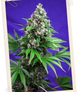 Killer Kush FAST Version Feminised Seeds
