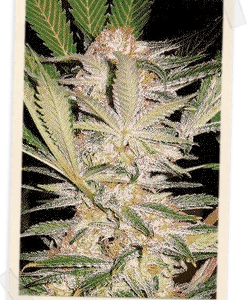 S.A.D. FAST Version Feminised Seeds