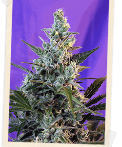 Sweet Skunk FAST Version Feminised Seeds