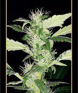 Heisenberg Special Auto Feminised Seeds