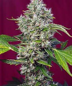 San Fernando Lemon Kush Feminised Seeds
