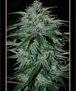 Alien Vs Triangle Auto Feminised Seeds