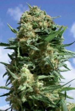 Black Widow Feminised Seeds