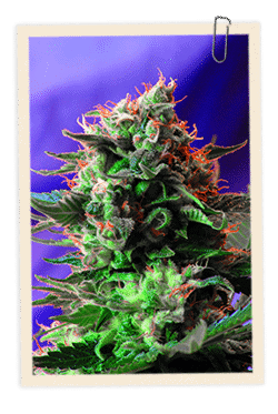 Jack 47 FAST Version Feminised Seeds