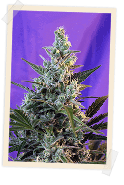 Sweet Skunk FAST Version Feminised Seeds