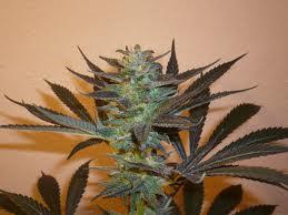 Mind Binder Feminised Seeds - 5