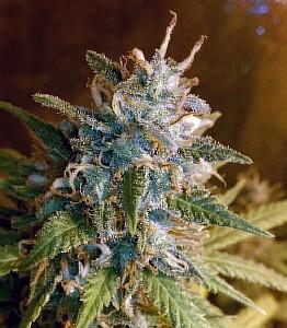 MKage Feminised Seeds - Image 2