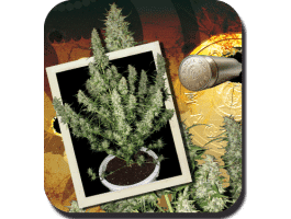 Magnum Auto Feminised Seeds