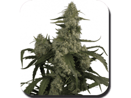 Quasar Auto Feminised Seeds