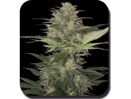 Red Dwarf Auto Feminised Seeds