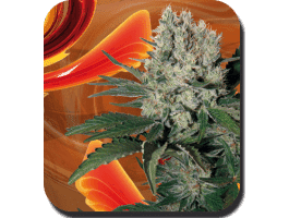 Syrup Auto Feminised Seeds