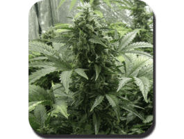 White Dwarf Auto Feminised Seeds