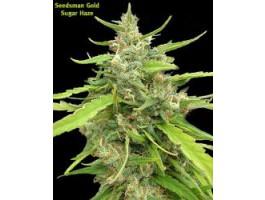 Sugar Haze Regular Seeds - 10