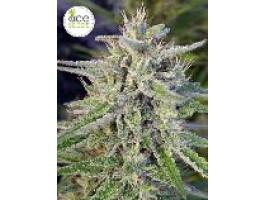 Bangi Haze Regular Ace Seeds