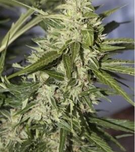 Mazar Auto Feminised Cannabis Seeds by Dutch Passion