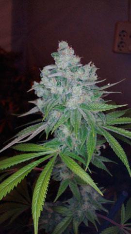 Kandy Kush x Skunk Regular Seeds