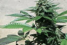 Blue Rhino Feminised Seeds