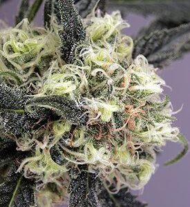 Snow Bud Feminised Seeds