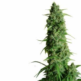 Guys Girl Scout Cookie Glue Auto Feminised Seeds