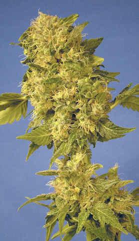 The Hog Regular Seeds - 10 - Image 2