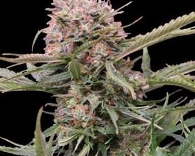 Gigabud Auto Feminised Seeds - 5