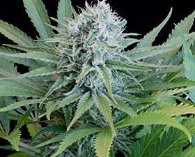 Peach Puree CBD Feminised Seeds - 5