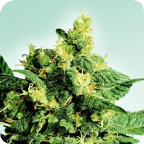 Gooseberry Kush Regular Seeds - 5