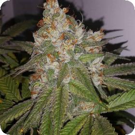 Raspberry Jelly Regular Seeds - 5