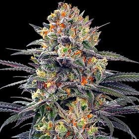 Jealous Mary Auto Feminised Cannabis Seeds by G13 Labs