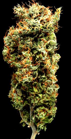Afghani Mazar-I-Sharif Regular Seeds - 5