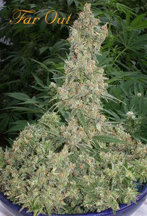Far Out Feminised Seeds