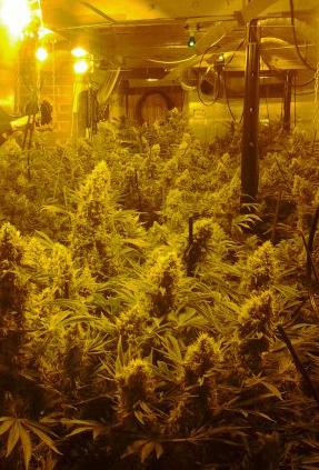 Mix Indica CBD Feminised Seeds - 5